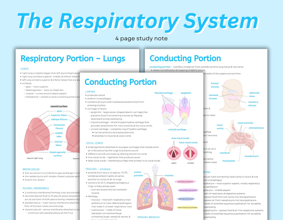 Respiratory System Notes Intro to Anatomy Diagrams & Notes, Lungs Anatomy, Cardiorespiratory