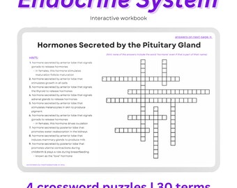 Endocrine System Crossword Puzzles: Anatomy Study Workbook (Digital Download)