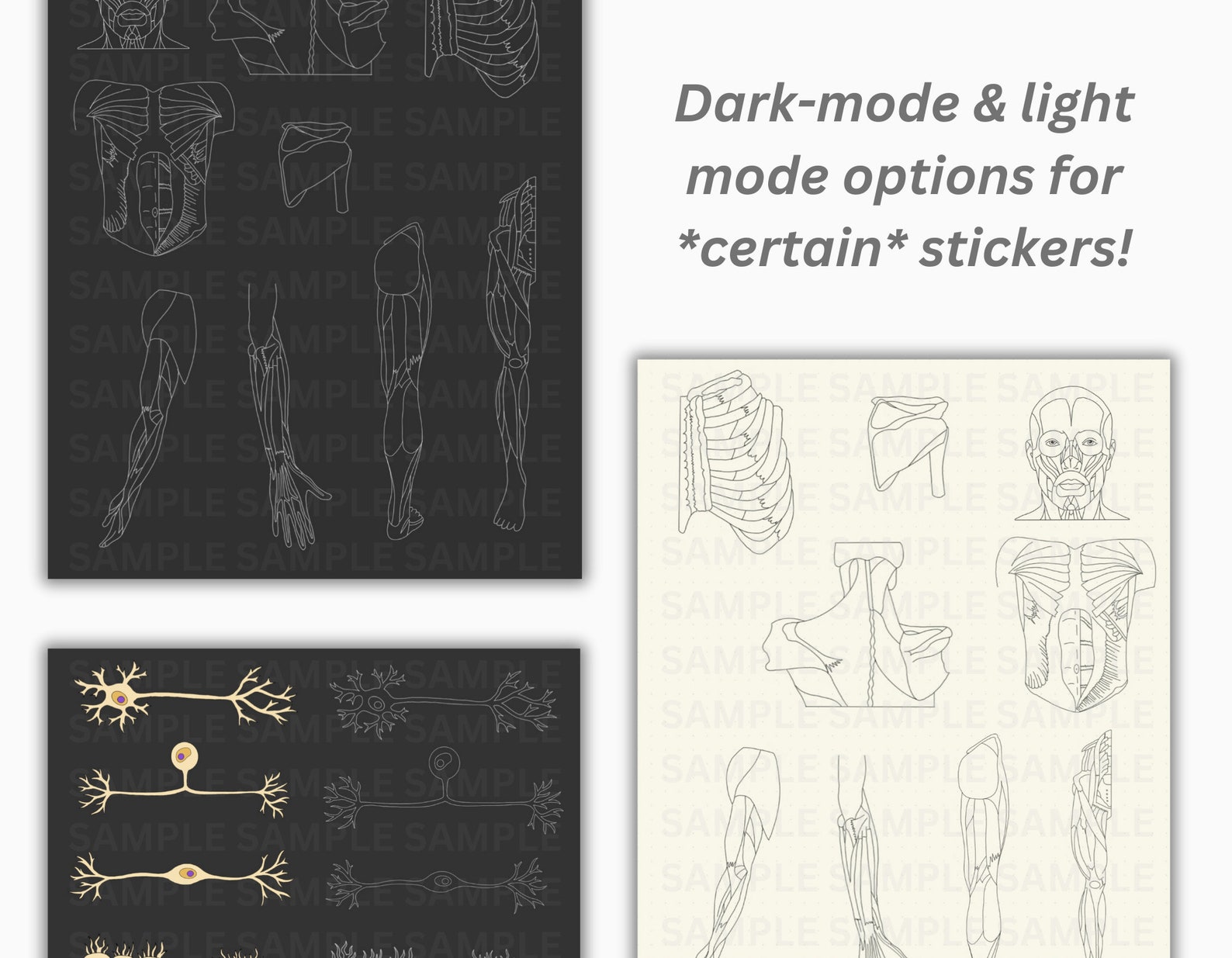 ANATOMY STICKER BUNDLE Anatomical Structures Digital Sticker Sheet for Goodnotes, Anatomy Study