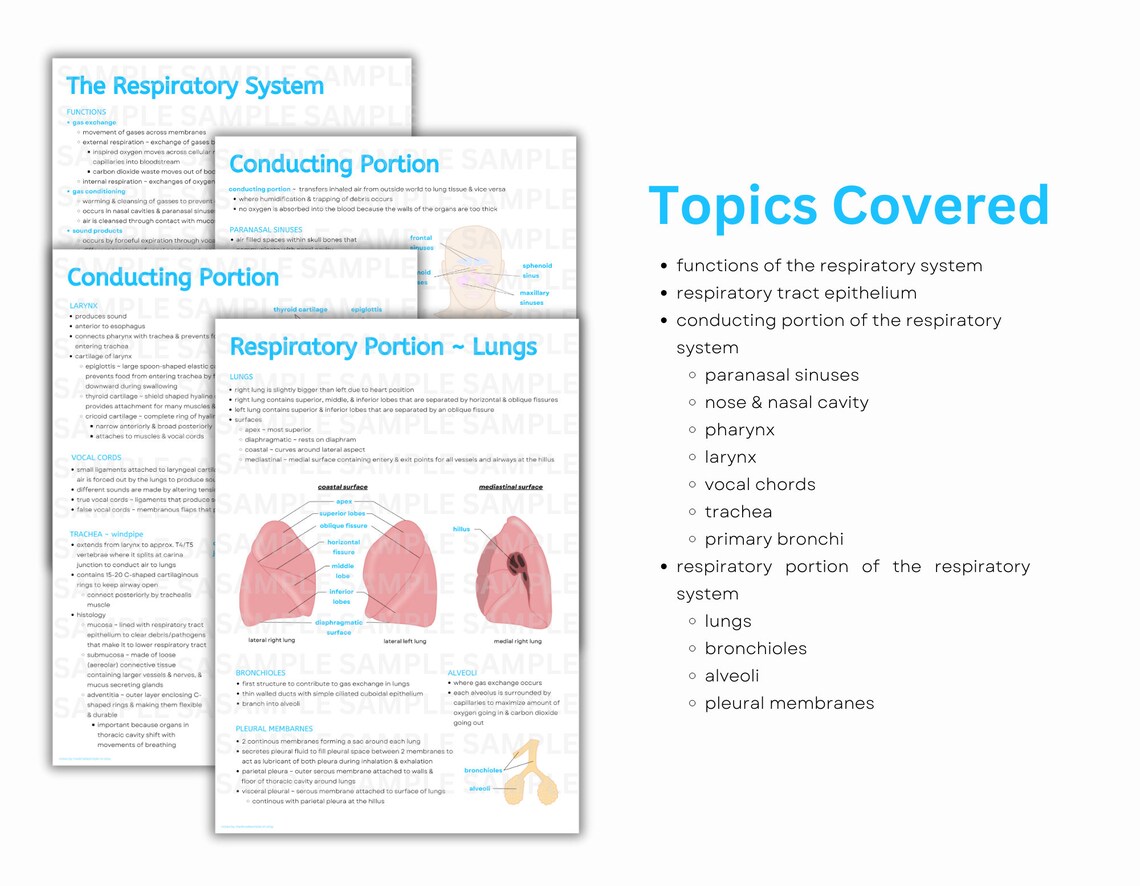 Respiratory System Notes Intro to Anatomy Diagrams & Notes, Lungs Anatomy, Cardiorespiratory