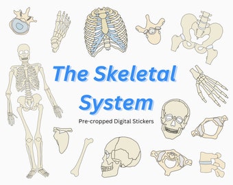 Skeletal System Anatomy Stickers: Skull, Bones (Goodnotes Pre-cropped Digital Stickers)