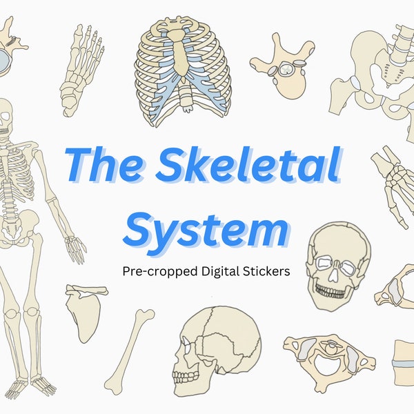 Skeletal System Digital Sticker Pack ~ Pre-crop goodnotes stickers, skeleton, skull, axial & appendicular skeletal stickers major bones