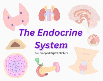 Endocrine System Digital Stickers: Goodnotes Pre-cropped Stickers