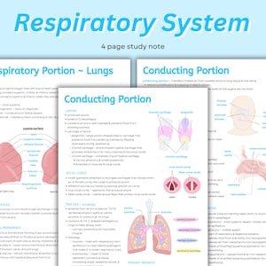 Può includere: Un diagramma colorato che illustra il sistema respiratorio umano, diviso in due sezioni: la parte respiratoria, che comprende i polmoni, e la parte conduttiva, che comprende la trachea, i bronchi e la laringe. Il diagramma mostra la struttura dei polmoni, inclusi i lobi, i bronchioli e gli alveoli. Il diagramma mostra anche la struttura della trachea, dei bronchi e della laringe, inclusi gli anelli cartilaginei, le corde vocali e l'epiglottide. Il diagramma è etichettato con termini e descrizioni anatomiche.