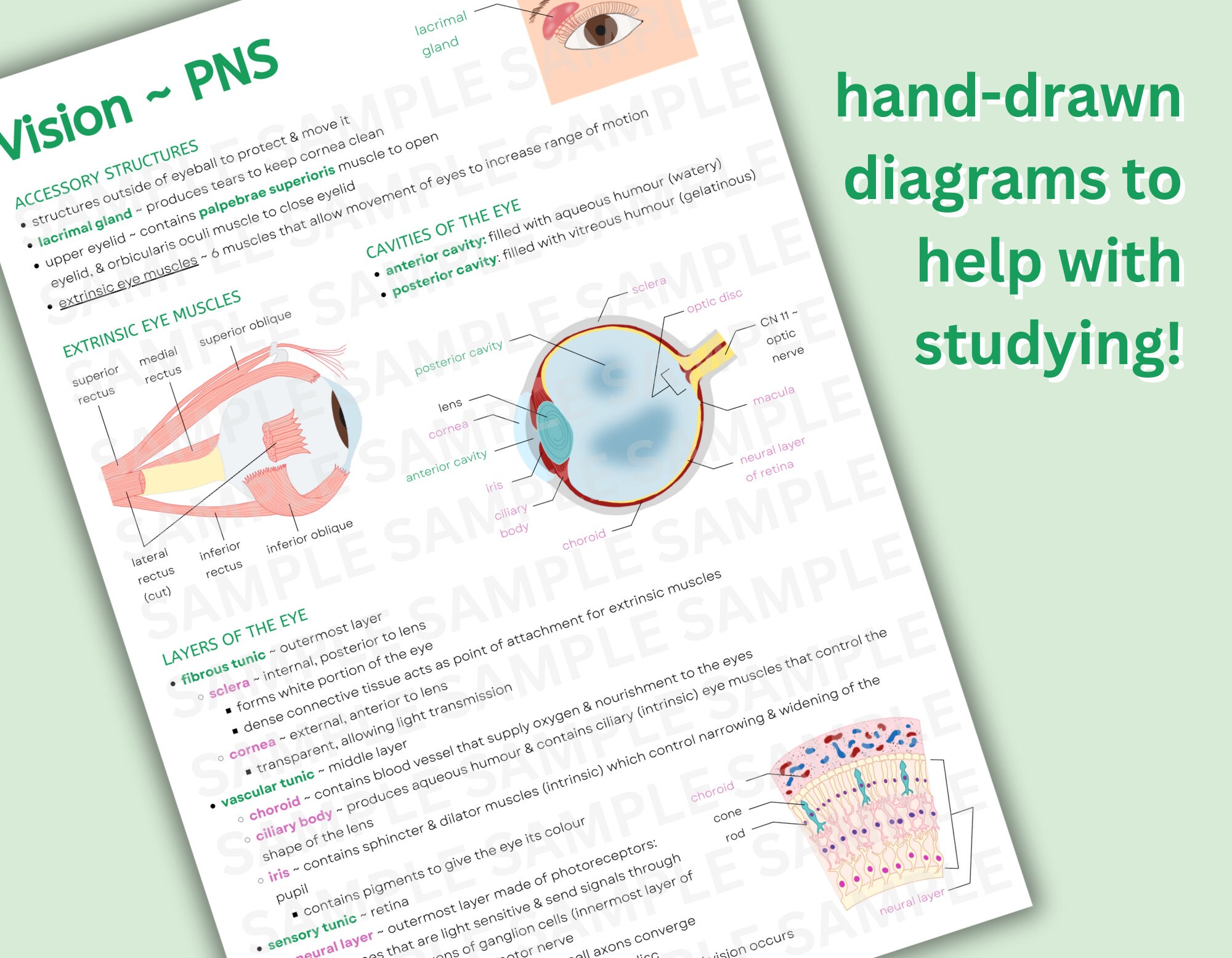 Nervous System Notes Pdf Nervous System Anatomy Notes: Brain, Spinal Cord, Eye, Ear (PDF ...