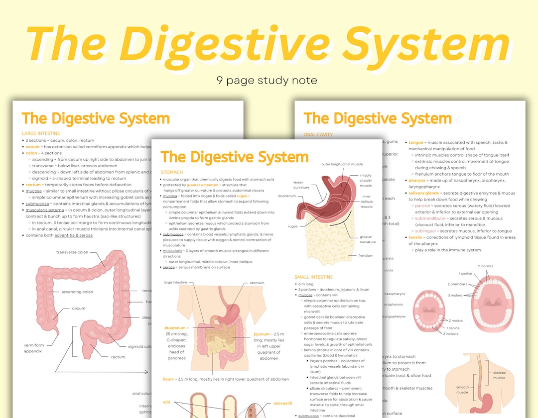 Digestive System Notes Intro to Digestive System Anatomy, Stomach ...