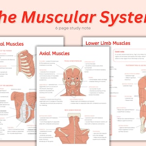 Musculos Roblox cutout PNG & clipart images