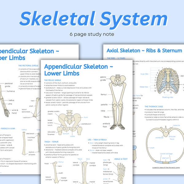 Hinweise zum Skelettsystem ~ Einführung in das Skelettsystem, Skelettanatomie, Diagramme und Notizen zu den Hauptknochen, Spickzettel
