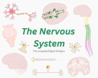May include: A set of digital stickers featuring illustrations of the human nervous system. The stickers include a brain, spinal cord, and various types of neurons. The text "The Nervous System" and "Pre-cropped Digital Stickers" is also included.