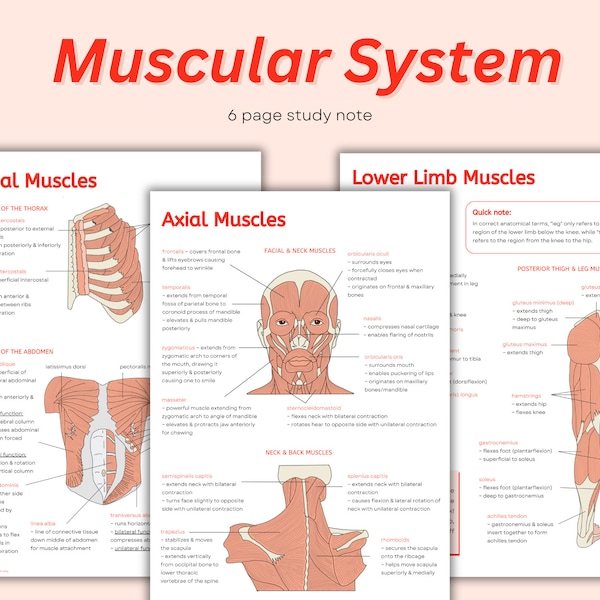Muscular System Notes ~ Intro to Muscle Anatomy, Major Muscles Diagrams Study Guide Outline Cheat Sheet