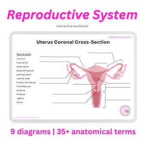 Libro de trabajo del sistema reproductivo ~ Hoja de práctica digital de anatomía masculina y femenina Descarga imprimible, Tarjetas de cola, Tarjetas didácticas, Hojas de trabajo, Premedicina