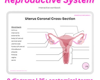 Reproductive System Anatomy Workbook: Diagrams & Flashcards (PDF Download)