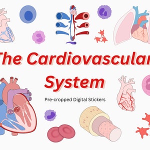 Pack d'autocollants numériques pour système cardiovasculaire ~ Autocollants goodnotes pré-récolte pour notes, autocollants de cardiologie, d'hématologie