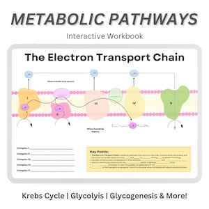 Metabolic Pathways Workbook: Glycolysis, Krebs Cycle (Digital Download)