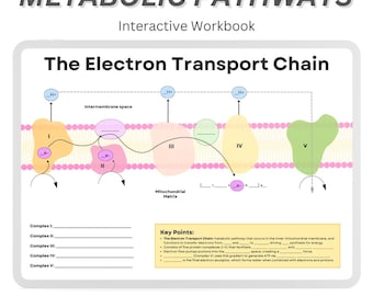Metabolic Pathways Workbook: Glycolysis, Krebs Cycle (Digital Download)