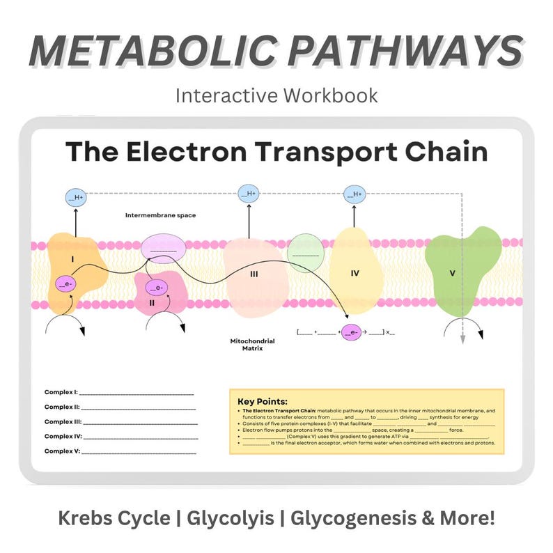 Metabolic Pathways Workbook: Glycolysis, Krebs Cycle (digital Download ...