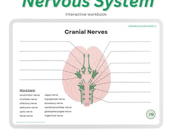 Nervous System Anatomy Workbook: Neurology Practice Diagrams (PDF)