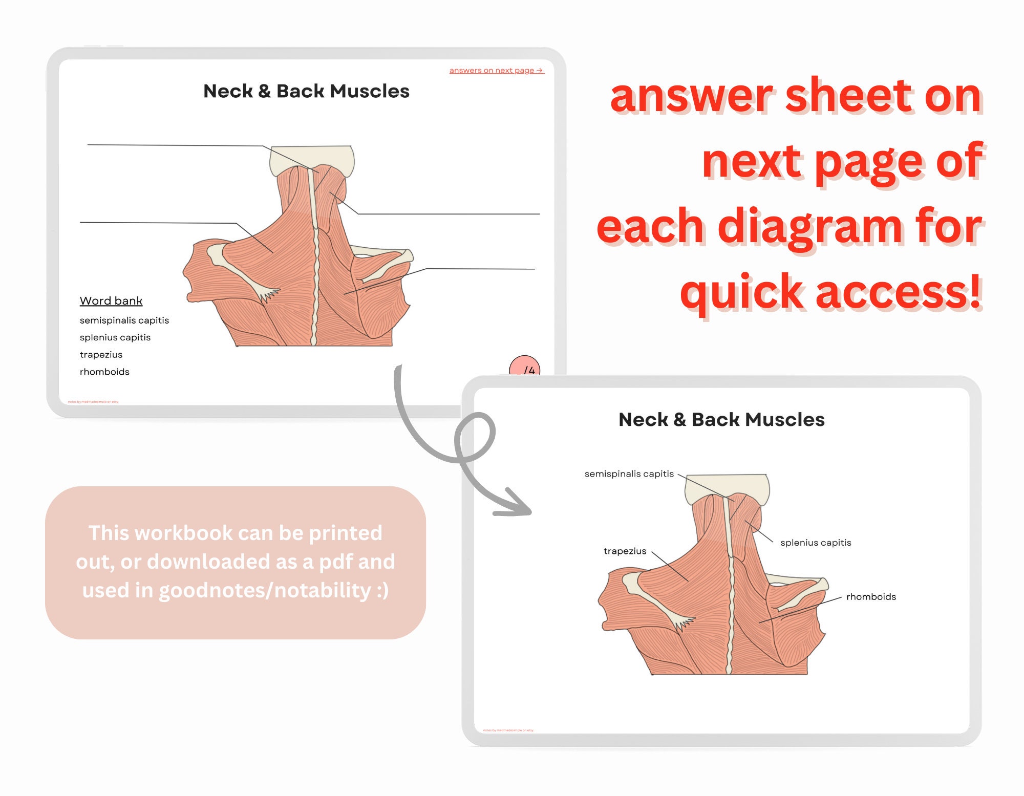 Muscular System Workbook ~ Digital Practice Sheet Printable Download ...