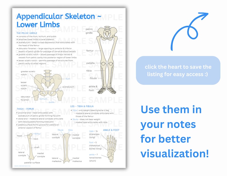 Skeletal System Anatomy Stickers Skull Bones goodnotes Pre cropped skeletal-system-anatomy-stickers-skull-bones-goodnotes-pre-cropped