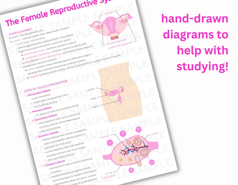 Reproductive System Notes ~ Intro to Reproductive System, Female &amp; Male ...