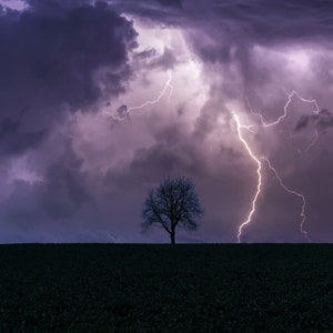 Decorazione da parete Albero solitario in un temporale Migliora l'arredamento della tua casa o dell'ufficio con una stampa su carta, tela, metallo o acrilico