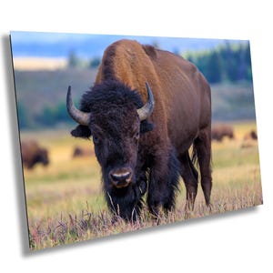 Western Bison Wand Kunst Grand Teton National Park Leinwand Metall Acryldruck Malerischer Druck Perfektes Geschenk für Hauskabine und Innendekor