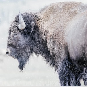 Snowy Bison Cabin Wandkunst Grand Teton National Park Leinwand Metall Acryldruck Malerischer Druck Geschenk für Hauskabine und Innendekor
