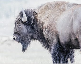 Snowy Bison, Grand Teton National Park - Wall Art Print