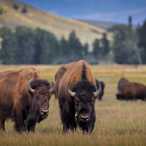 Western Bison Wand Kunst Grand Teton National Park Leinwand Metall Acryldruck Malerischer Druck Perfektes Geschenk für Hauskabine und Innendekor