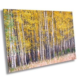 Bebende Espen Leinwand Herbstfarben in Colorado Berge Leinwand mit Herbst Bäume Espen Foto große Leinwand, Colorado Geschenke große Wandkunst
