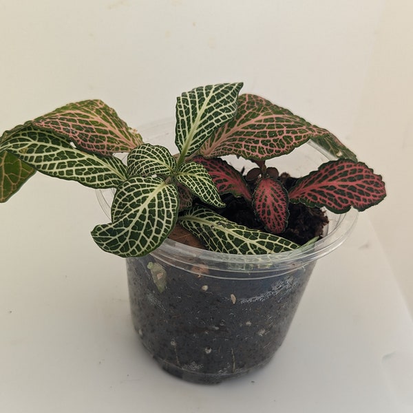 Fittonia Variety Pack (3 Colors!)