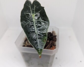 Alocasia Polly