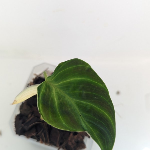 Philodendron Verrucosum