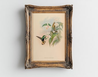 May include: A framed print of a hummingbird with green and gold feathers, perched on a branch of white flowers. The print is in a gold frame with ornate details.