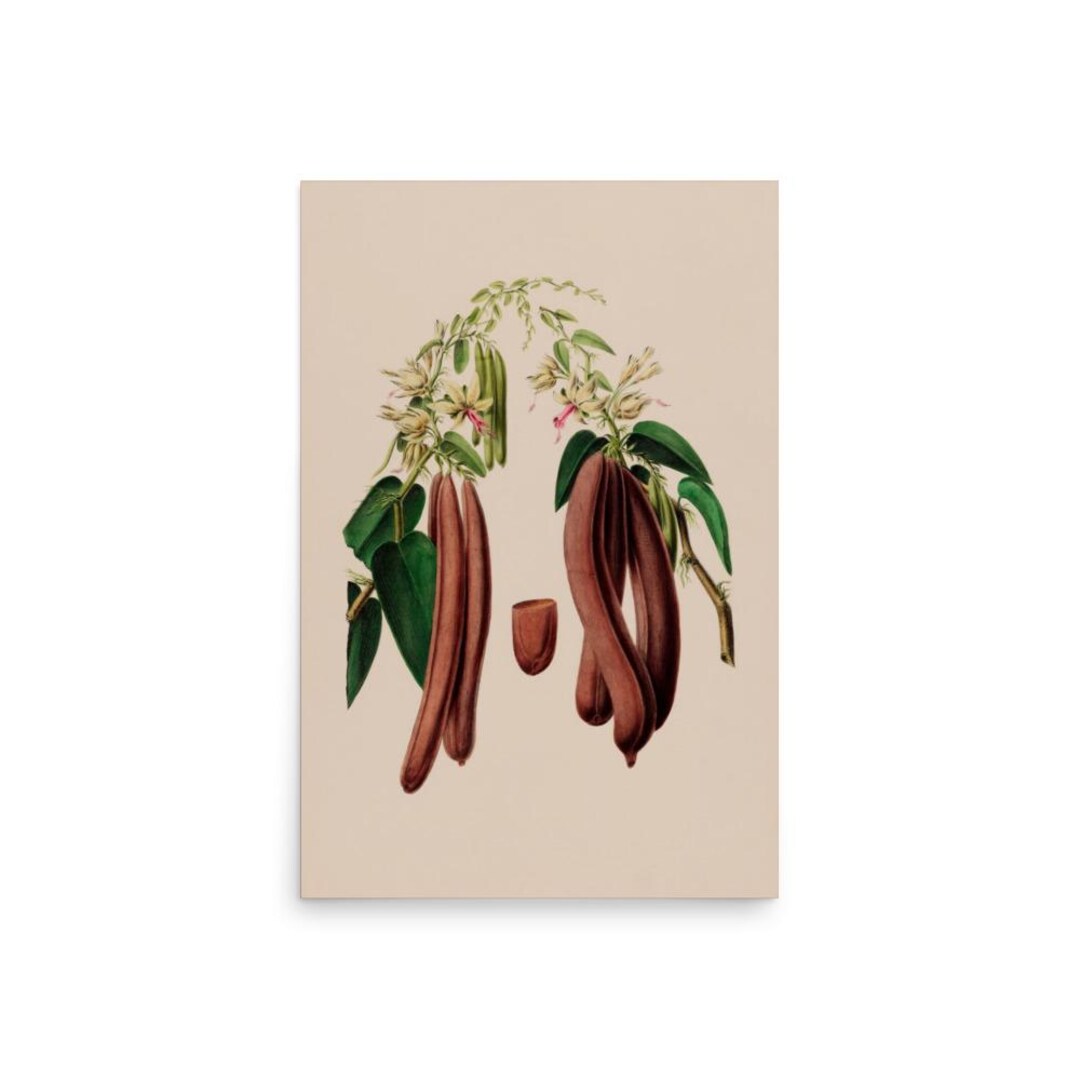 Vanilla Vintage Illustration Print on Matte Paper - Etsy