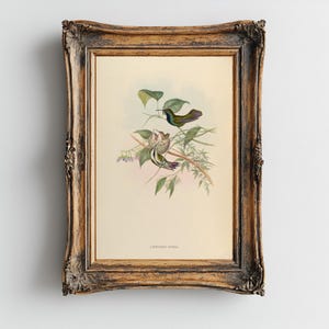 Vintage Hummingbird Matte Paper Print, Wall Art, Hummingbird Decor, Vintage Botanical Birt Art, Bird Lover Gift, Bird Illustration, 4 sizes
