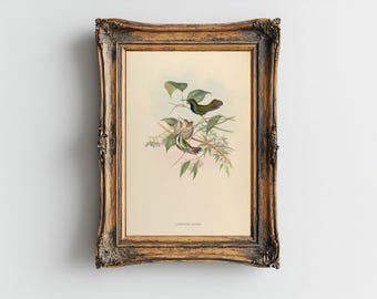Vintage Hummingbird Matte Paper Print, Wall Art, Hummingbird Decor, Vintage Botanical Birt Art, Bird Lover Gift, Bird Illustration, 4 sizes