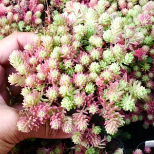 May include: Close-up of a succulent plant with small, fleshy leaves. The plant displays a gradient of colours, transitioning from light green to pink and red. The leaves are tightly clustered, creating a dense, textured appearance. The plant is held in a hand.