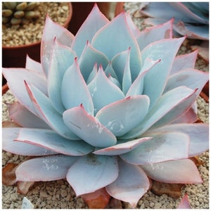 Op de afbeelding: Een lichtblauwe succulent met roze randen aan de bladeren. De plant staat in een pot en is omringd door kleine witte steentjes.