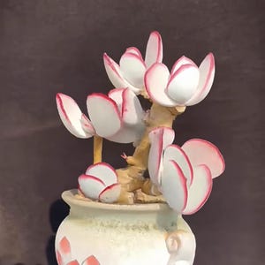 Op de afbeelding: Een witte succulent plant met roze randen aan de bladeren, die groeit in een witte keramische pot met een roze bloemenpatroon.