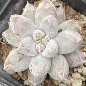 succulent pine tree #15 Crassula Mini Pine