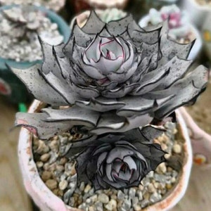 Echeveria Strictiflora V Nova, 10 succulent seeds, Korea Succulent seeds, With Tag and Instruction, NOT live plants
