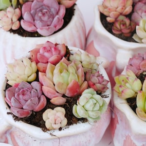 May include: Close-up of several succulent plants in white and pink patterned pots. The succulents display a variety of colours, including shades of green, pink, and purple. The pots are filled with dark soil, creating a vibrant contrast.