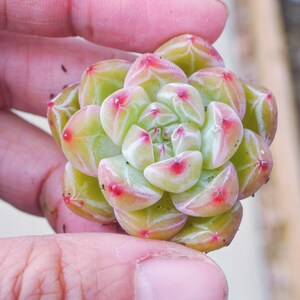 Echeveria Snowflake Jenny ~3cm Plant -  Last 5 pcs., Newly Imported Korean Succulent