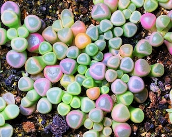 Semillas de Fenestraria Aurantiaca, 10 semillas suculentas, semillas suculentas raras de Corea, semillas fáciles de cultivar, NO plantas vivas