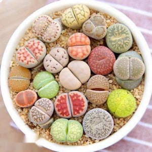 Op de afbeelding: Een verzameling kleurrijke, gepatroneerde en textuurrijke Lithops, ook wel "levende stenen" genoemd, in een witte kom. De stenen zijn in een cirkelvormige opstelling gerangschikt en omgeven door zand.