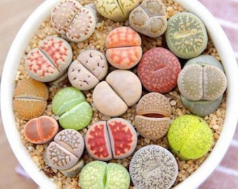 Lithops mixtos (10 semillas, muchas variedades): semillas de suculentas raras, semillas de piedras vivas coloridas, semillas de suculentas pequeñas y vibrantes.