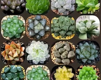 10 semillas mixtas de Haworthia, semillas de Haworthia Cooperi sp., semillas de plantas de interior raras, regalo de plantas, semillas de suculentas coreanas, semillas de suculentas raras
