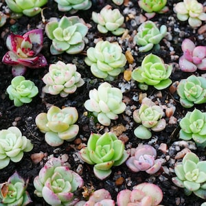 May include: A close-up view of a variety of succulent plants in a variety of shades of green, pink, and red. The succulents are arranged in a cluster on a bed of dark brown soil.