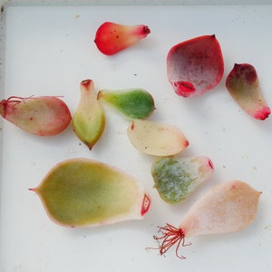 May include: A collection of succulent plant cuttings in various shades of green, pink, and red. The cuttings are arranged on a white surface.